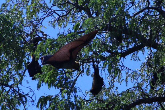 Madagascar Fruit Bats