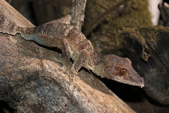 Leaf Gecko Detail