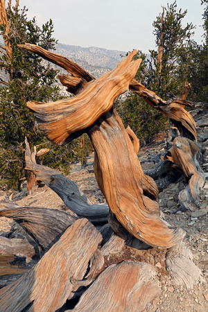 Bristlecone Pine Wood Sculpture