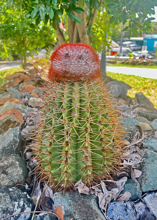 Turk's Cap Cactus