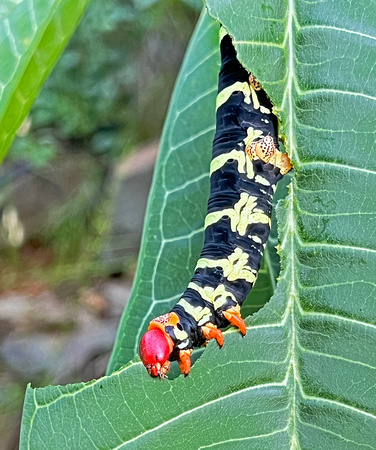 Frangipani Caterpillar Detail