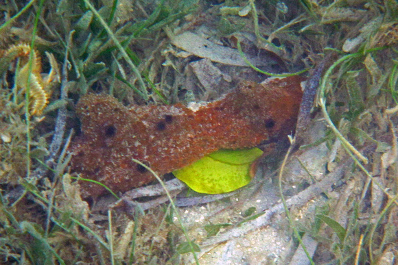 Maho Bay Curiosity