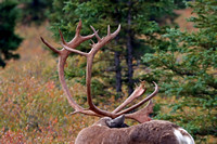 Male Caribou Antlers