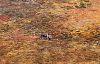 Caribou Male
