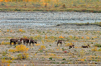 Group of Caribou Females