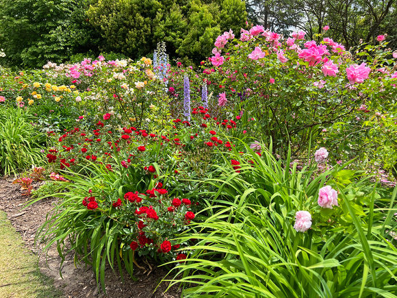 Atlanta Botanical Garden Rose Garden