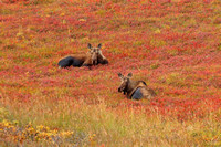 Female Moose Resting
