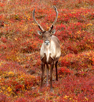 Young Caribou Male