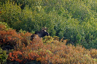 Young Moose Male